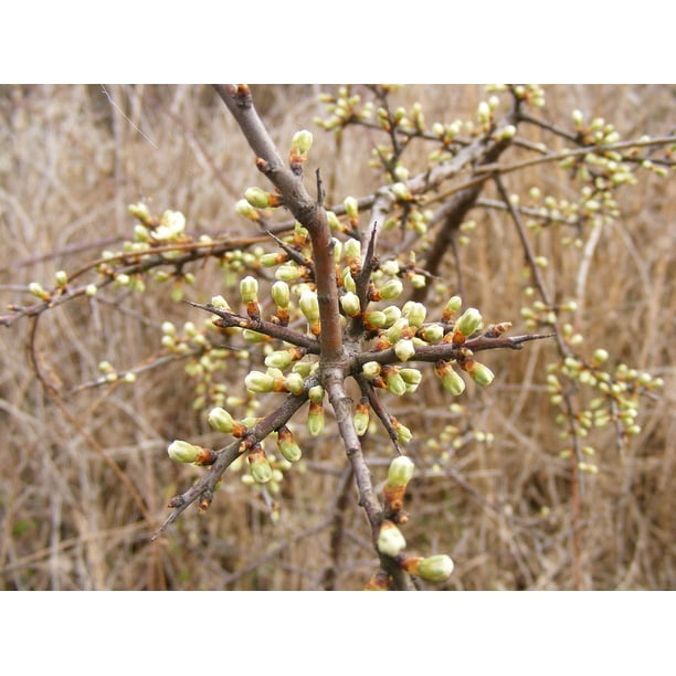 FREE S&H SLOE Prunus Spinosa 10 SEEDS BLACKTHORN